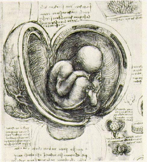 da vinci- Embryo-Drawing