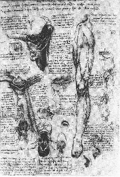 da vinci- Anatomical studies (larynx and leg)-1510 Drawing-Royal Library, Windsor