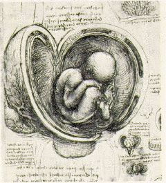 da vinci- Embryo-Drawing